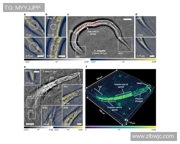 南京滑板队技术解析：从基础到高阶的全面探讨与实践分享